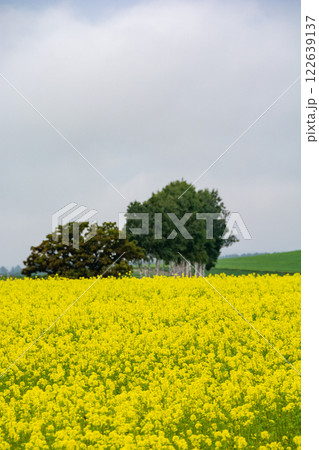 満開のナノハナ畑とシラカバ並木 美瑛町 満開のナノハナ畑とシラカバ並木 美瑛町 122639137