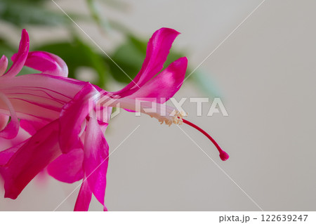 ピンクのサボテンの花 122639247