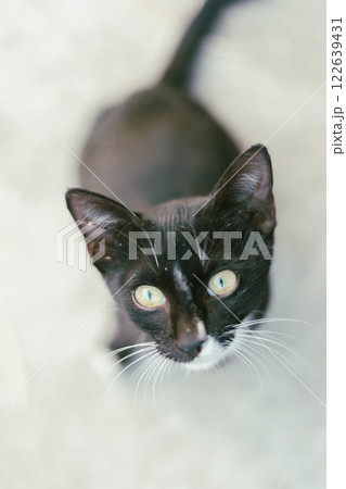 beautiful black and white tabby cat beautiful black and white tabby cat 122639431