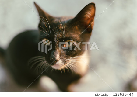 beautiful black and white tabby cat  122639444