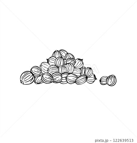 Monochrome coriander seed pile vector line art black ink sketch. Aromatic dried spices realistic graphic sketch illustration. Spicy seeds ingredient for decor, cooking recipe, medicine, food. 122639513