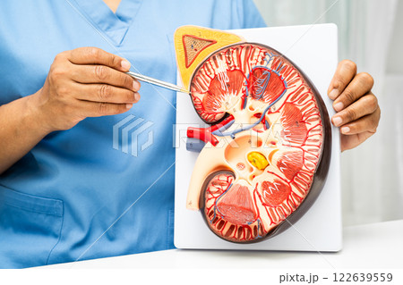 Kidney disease, Chronic kidney disease ckd, Doctor hold human model to treat and study in hospital. Kidney disease, Chronic kidney disease ckd, Doctor hold human model to treat and study in hospital. 122639559