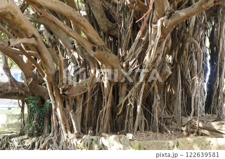 崇元寺 がじゅまる 崇元寺 がじゅまる 122639581