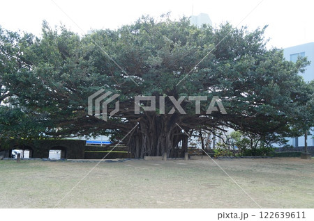 崇元寺 がじゅまる 崇元寺 がじゅまる 122639611