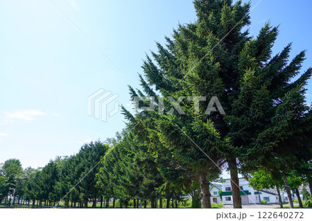 三笠運動公園の松の並木 三笠運動公園の松の並木 122640272