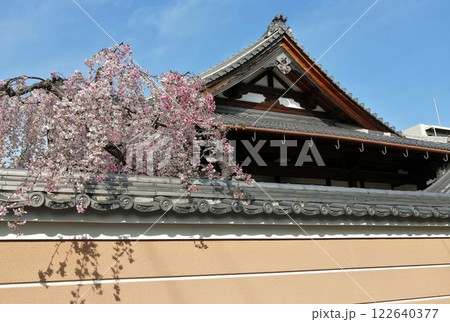 大阪正福寺本堂と枝垂桜 122640377