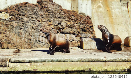 並んで走るトド 122640413