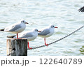 池の杭にとまるユリカモメ 122640789