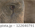 象の眼差し 122640791