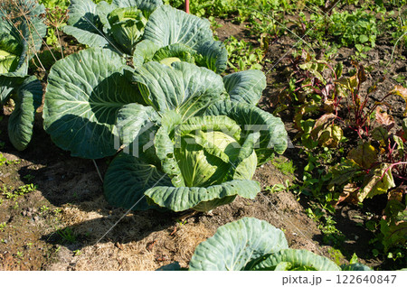 Fresh Cabbage Patch in Sunny Vegetable Garden Fresh Cabbage Patch in Sunny Vegetable Garden 122640847