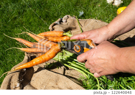 International Carrot Day Freshly Harvested Carrots Being Trimmed on a Burlap Cloth Outdoors International Carrot Day Freshly Harvested Carrots Being Trimmed on a Burlap Cloth Outdoors 122640848