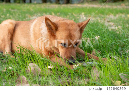 Serene Caramel-Colored Dog Relaxing on Green Grass Serene Caramel-Colored Dog Relaxing on Green Grass 122640869