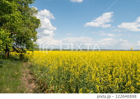 Sunny Canola Field Under Blue Sky with Fluffy Clouds 122640898