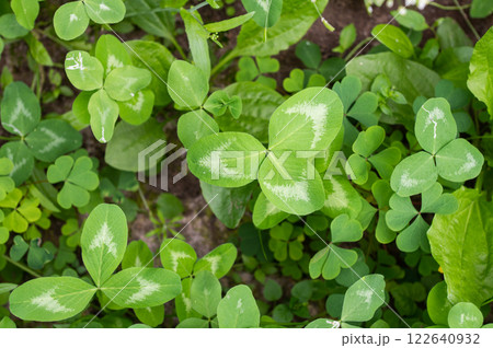 Fresh Green Clover Patch in Natural Setting Fresh Green Clover Patch in Natural Setting 122640932