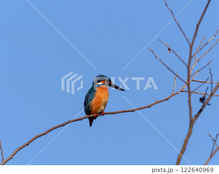 枝にとまるカワセミ 枝にとまるカワセミ 122640969