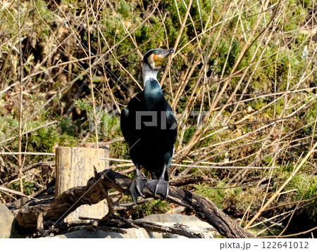 カワウ 122641012