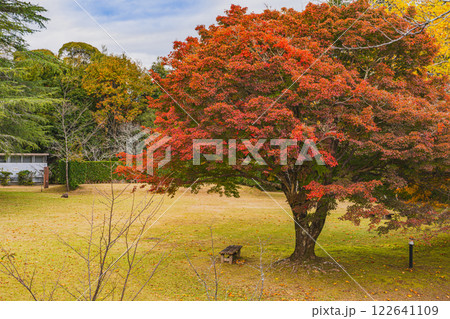 浜松市の鳥羽山公園の夕方の紅葉の風景(静岡県) 122641109
