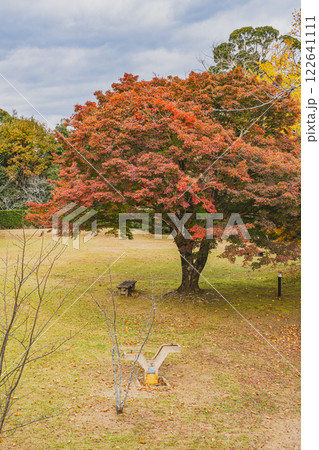 浜松市の鳥羽山公園の夕方の紅葉の風景(静岡県) 浜松市の鳥羽山公園の夕方の紅葉の風景(静岡県) 122641111