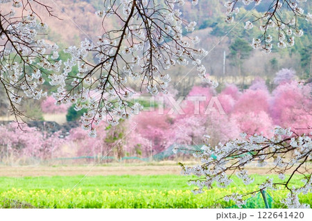 桜と菜の花の風景 122641420
