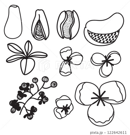 Akebia five-leaf or chocolate laza. Asian plant, food and medicine. Vector illustration hand drawn in doodle style. Akebia five-leaf or chocolate laza. Asian plant, food and medicine. Vector illustration hand drawn in doodle style. 122642611