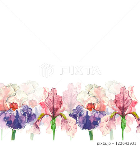 Irises of pink and purple flowers hand painted with watercolor and isolated on white background. Border of flowers, irises. Suitable for printing on fabric, paper, textiles and invitations, cards. 122642933