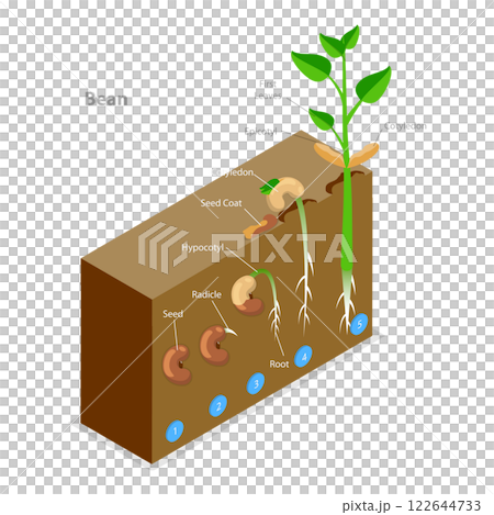 3D Isometric Flat  Illustration of Seed Germination. Item 1 122644733
