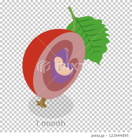 3D Isometric Flat  Illustration of Embryo Monthly Growth Stages. Item 3 122644895