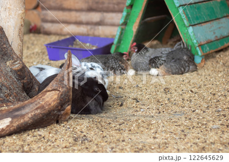 Chickens are comfortably laying in the dirt in front of a green chicken coop 122645629