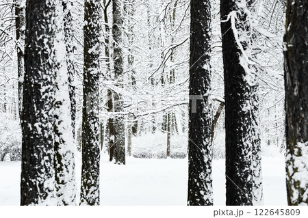 The heavy snowfall in a wild park, winter fairy tale in the forest, snow-covered tree branches, large flakes of snow are slowly falling, nobody, snow storm, blizzard The heavy snowfall in a wild park, winter fairy tale in the forest, snow-covered tree branches, large flakes of snow are slowly falling, nobody, snow storm, blizzard 122645809