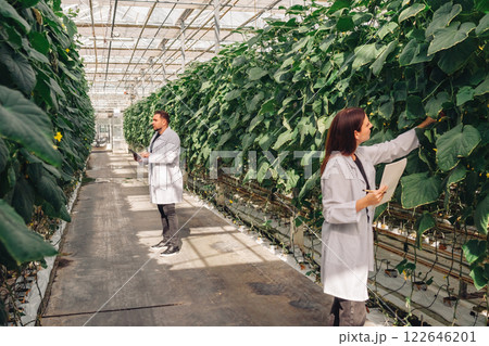 Conducting extensive research on plants in a specialized greenhouse environment setting. Hydroponic farming. Growing organic vegetables in a modern greenhouse, food industry. Conducting extensive research on plants in a specialized greenhouse environment setting. Hydroponic farming. Growing organic vegetables in a modern greenhouse, food industry. 122646201