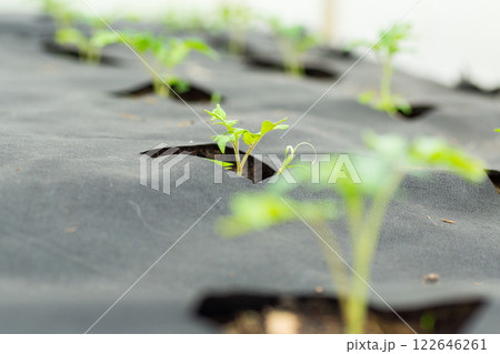 young sprouted tomato plant with several leaves growing out of the ground young sprouted tomato plant with several leaves growing out of the ground 122646261