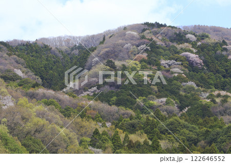 高峯の桜 高峯の桜 122646552