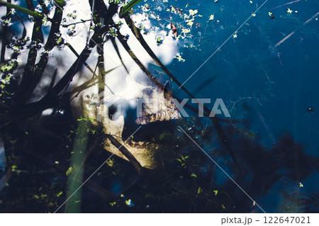 Skull underwater. A terrible discovery in the swamp. Human skull. Buried human remains.Drowned 122647021
