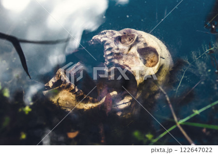 Skull underwater. A terrible discovery in the swamp. Human skull. Buried human remains.Drowned Skull underwater. A terrible discovery in the swamp. Human skull. Buried human remains.Drowned 122647022