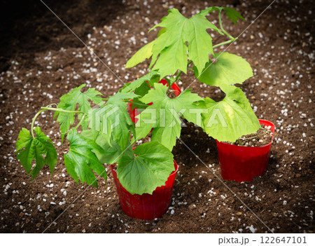 家庭菜園用のゴーヤ苗 購入したポット苗 夏のグリーンカーテンの準備 家庭菜園用のゴーヤ苗 購入したポット苗 夏のグリーンカーテンの準備 122647101