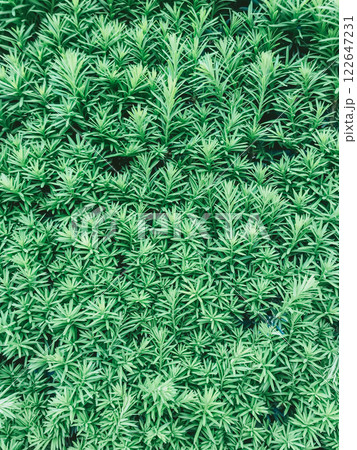 Close up of a green plant with many leaves 122647231