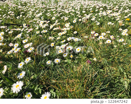 Field of white flowers with a few purple flowers in the middle Field of white flowers with a few purple flowers in the middle 122647242