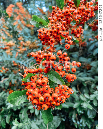 Cluster of red berries on a tree 122647291