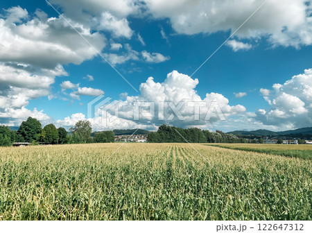 Field of corn is shown with a clear blue sky in the background 122647312