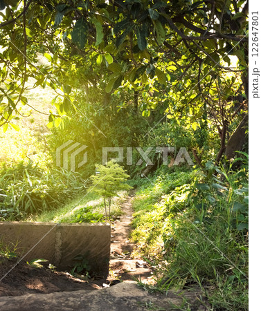 narrow road in the countryside, a small dirt road in the countryside with copy space narrow road in the countryside, a small dirt road in the countryside with copy space 122647801