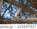 木の上でクルミを食べるエゾリス 122647927