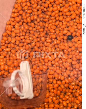 Bright orange beans being processed in a vibrant agricultural setting 122648009
