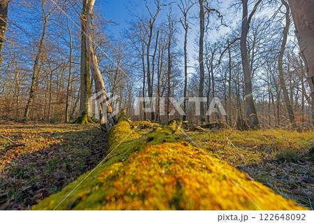 Moss covered fallen tree in a winter forest with bare trees and golden sunlight 122648092