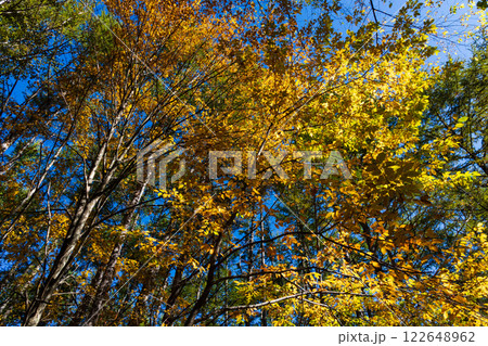 秋の信州長野　紅葉の乗鞍高原 122648962