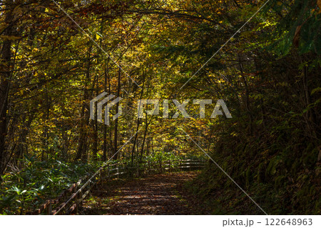 秋の信州長野　紅葉の乗鞍高原 122648963
