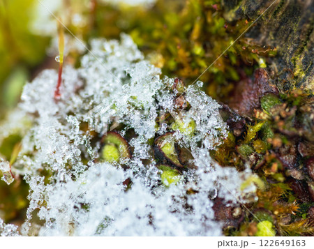 苔の上で雪が溶けて凍りつくアップ06 苔の上で雪が溶けて凍りつくアップ06 122649163