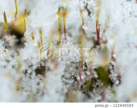 苔の上で雪が溶けて凍りつくアップ08 122649165