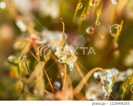 溶けた雪が苔の芽に水滴を作る10 溶けた雪が苔の芽に水滴を作る10 122649285