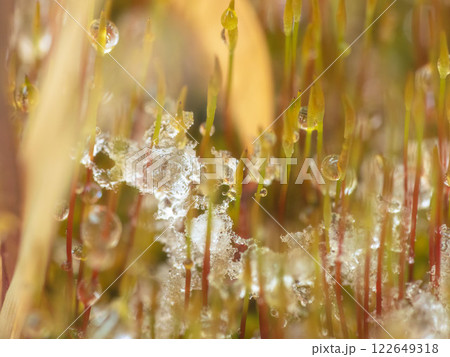 溶けた雪が苔の芽に水滴を作る01 122649318