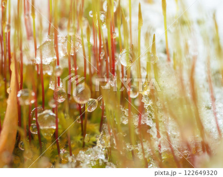 溶けた雪が苔の芽に水滴を作る03 122649320